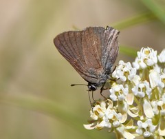 Satyrium saepium