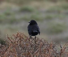 Curaeus curaeus curaeus