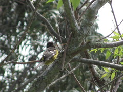 Pheucticus aureoventris uropygialis