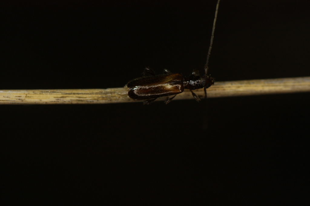 Obrium constricticolle