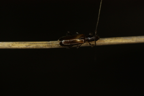 Obrium constricticolle