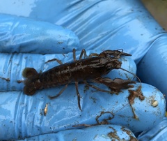 Samastacus spinifrons