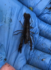 Samastacus spinifrons