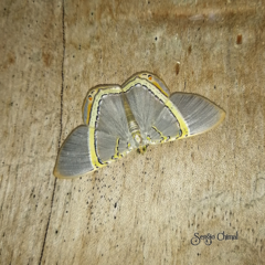 Phrygionis privignaria