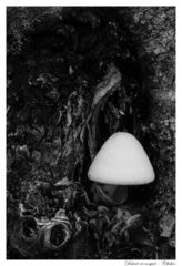 Volvariella bombycina bombycina