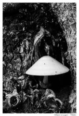 Volvariella bombycina bombycina