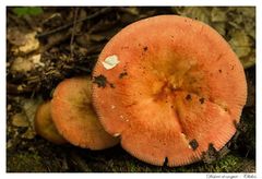 Russula aurea
