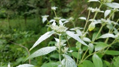 Pycnanthemum incanum