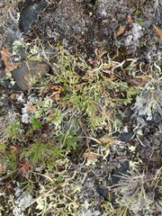 Podistera yukonensis
