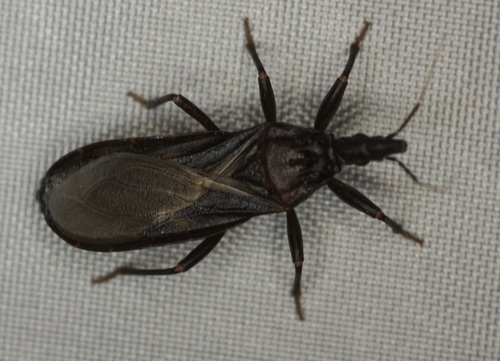 Western conenose