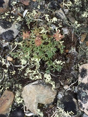 Podistera yukonensis