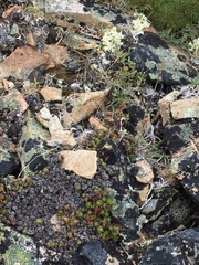 Saxifraga bronchialis funstonii