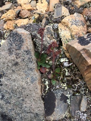 Micranthes rufopilosa