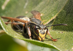 Polistes cinerascens