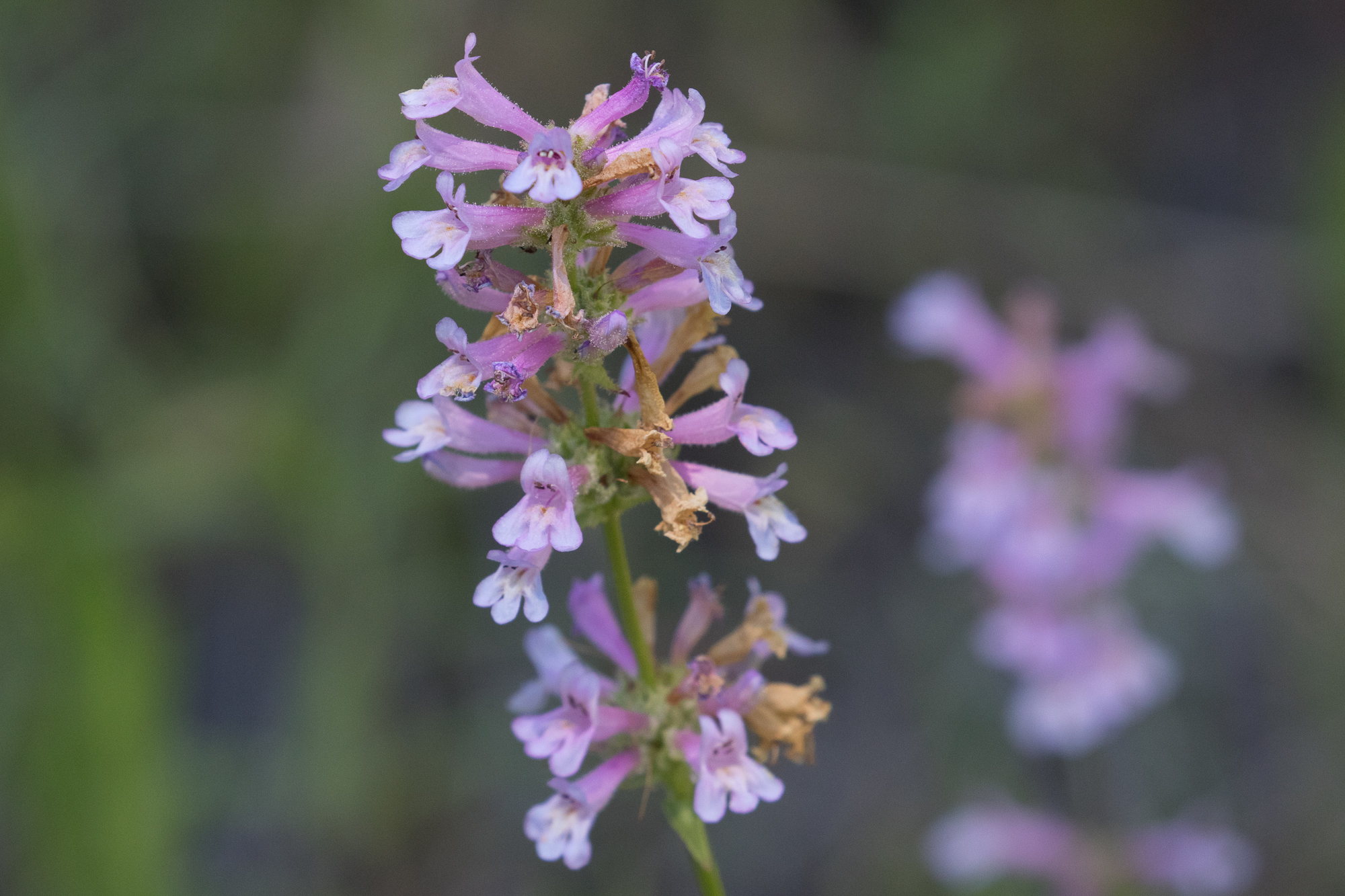 Penstemon peckii
