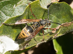 Polistes cinerascens
