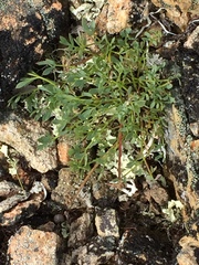 Podistera yukonensis