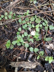 Veroniceae