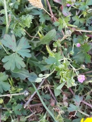 Geranium lucidum