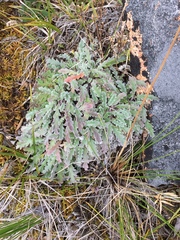 Phacelia mollis