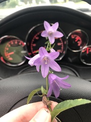 Campanula rapunculoides