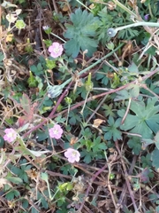 Geranium lucidum