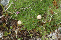 Antennaria monocephala
