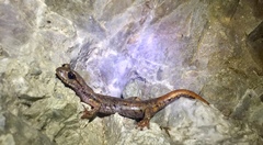 Speleomantes italicus