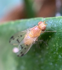 Homoneura occidentalis