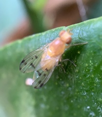 Homoneura occidentalis