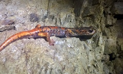 Speleomantes italicus