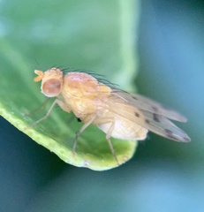 Homoneura occidentalis