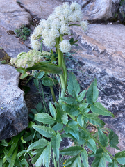 Angelica genuflexa