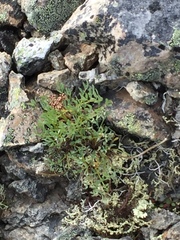 Podistera yukonensis