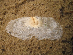 Amphilophium crucigerum