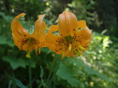 Lilium pardalinum wigginsii
