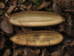 Amphilophium crucigerum