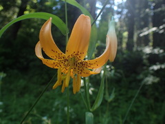 Lilium pardalinum wigginsii