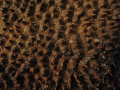 Amphilophium crucigerum