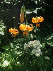 Lilium pardalinum wigginsii