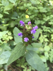 Prunella vulgaris lanceolata