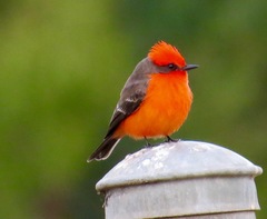 Pyrocephalus rubinus