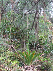 Tillandsia denudata