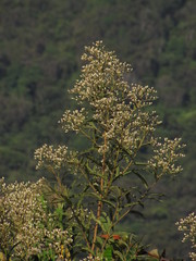 Vernonanthura patens