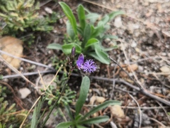 Polygala tenuifolia