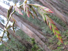 Tillandsia denudata