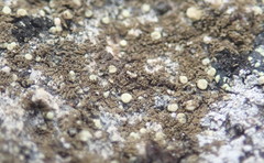 Tingiopsidium isidiatum