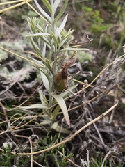 Cymbaria daurica