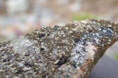 Tingiopsidium isidiatum