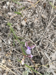 Polygala tenuifolia